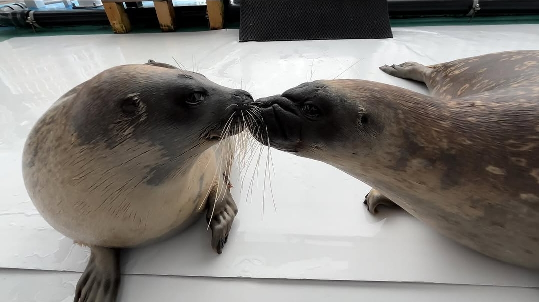 Two seals named Yo-Chan and Katsunori-Kun doing a little kiss.
