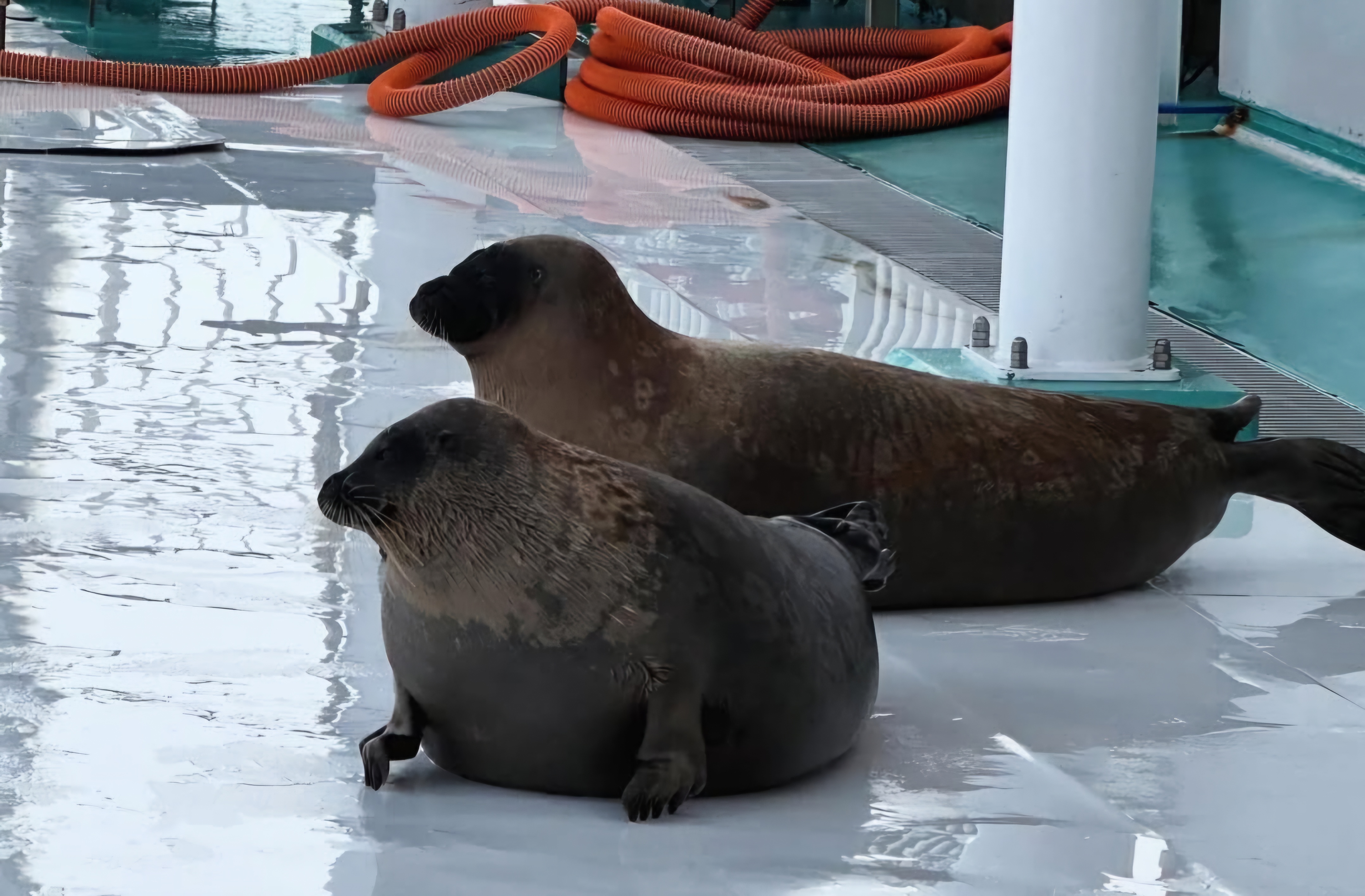 Two seals named Yo-Chan and Katsunori-Kun looking off into the distance.